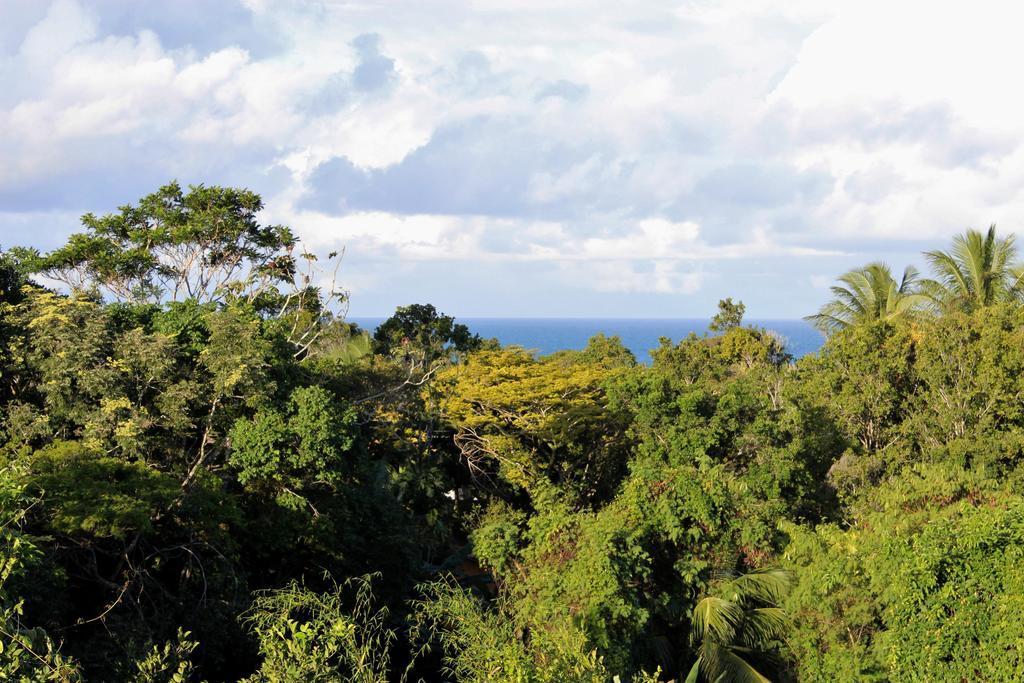 Novos Baianos Hostel E Pousada ปอร์โตเซกูโร ภายนอก รูปภาพ View of the rainforest from the summit of Mount Banda Banda