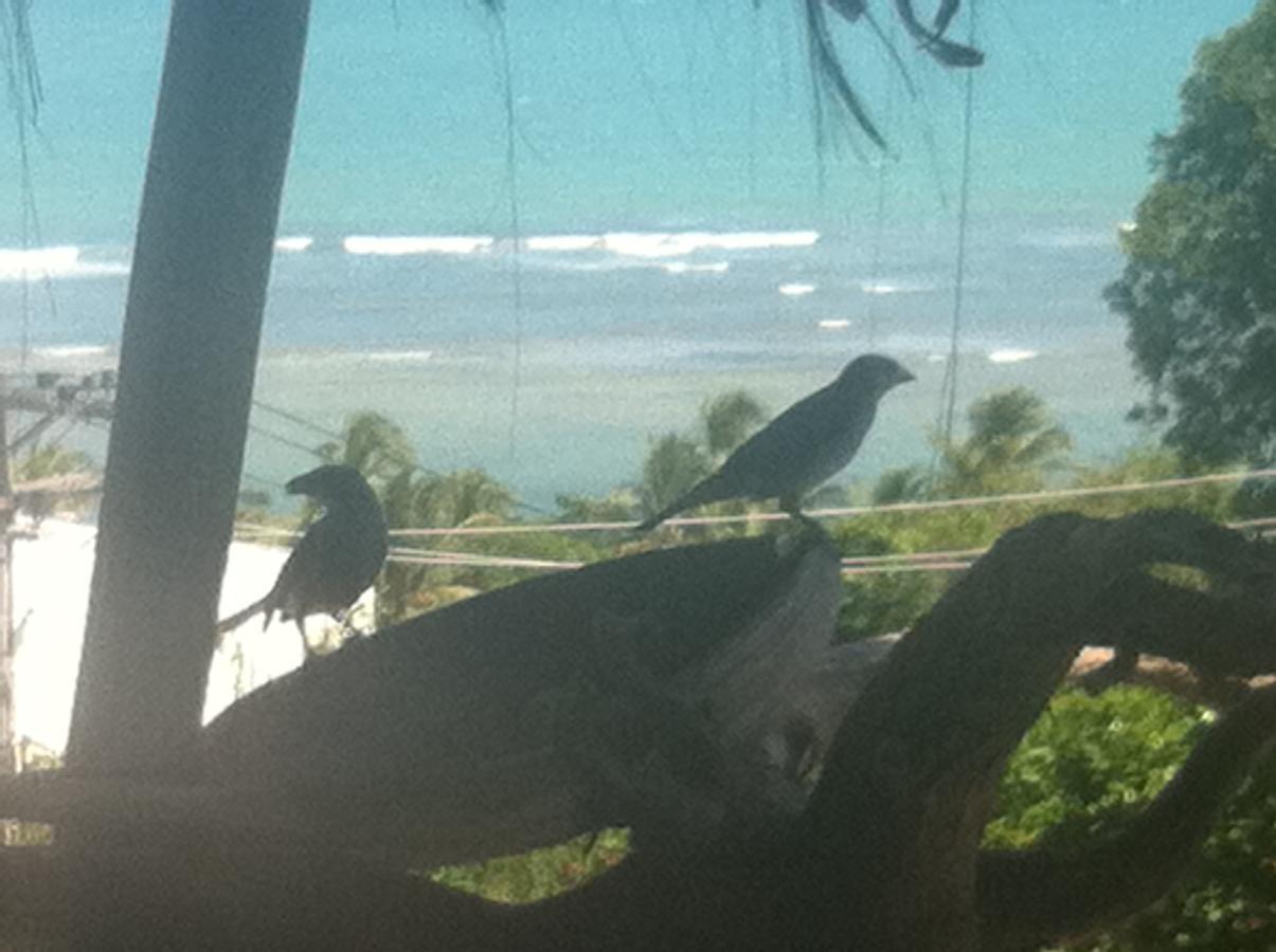 Novos Baianos Hostel E Pousada ปอร์โตเซกูโร ภายนอก รูปภาพ Two juvenile birds